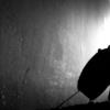 Francesco Guerri - 
