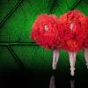 Momix Botanica - 